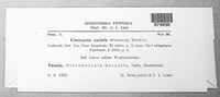 Anthracoidea caricis image